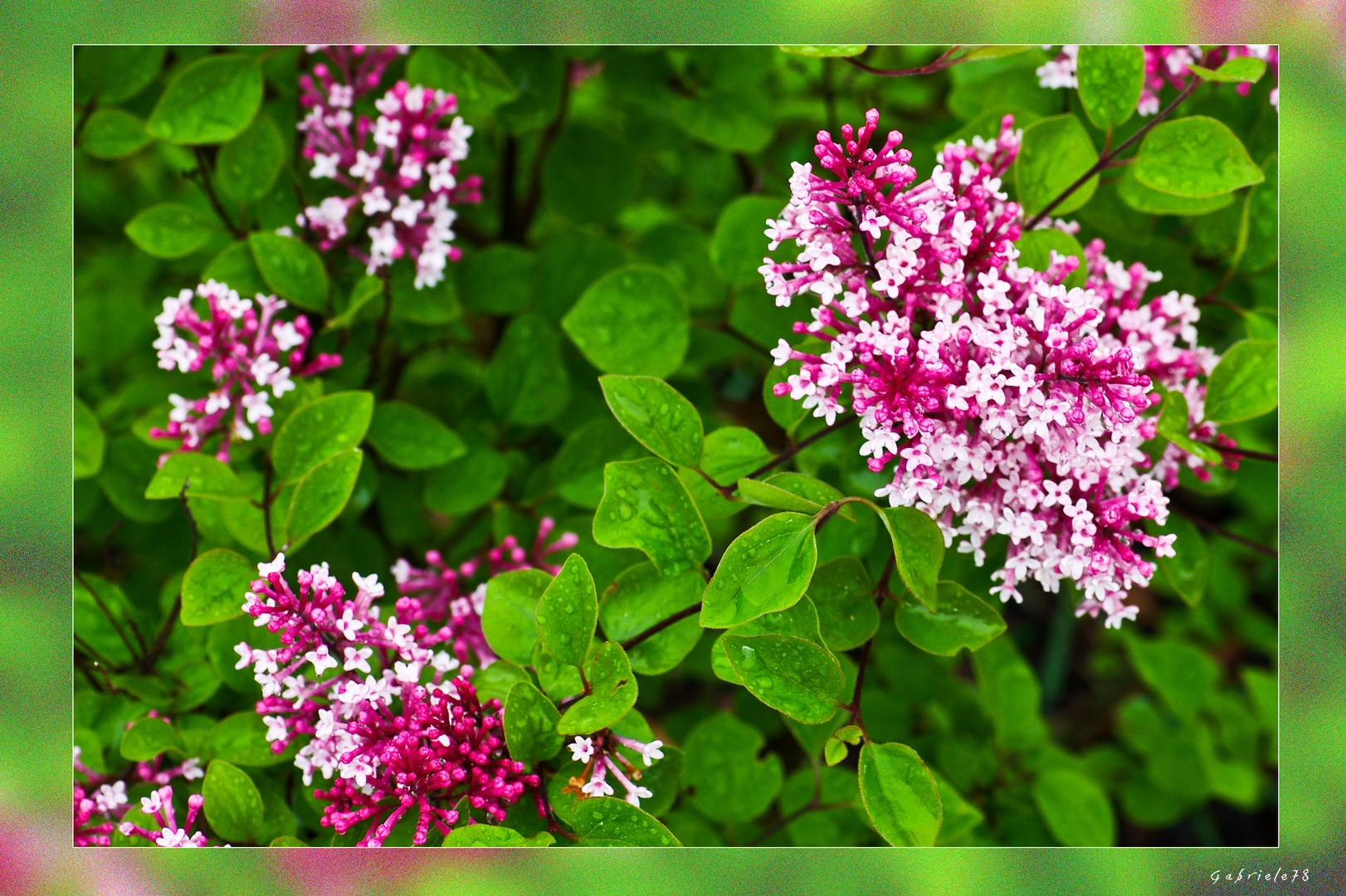 Syringa Tinkerbelle