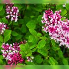 Syringa Tinkerbelle