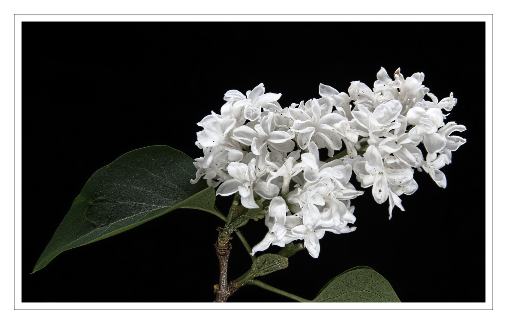 Syringa vulgaris