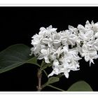 Syringa vulgaris