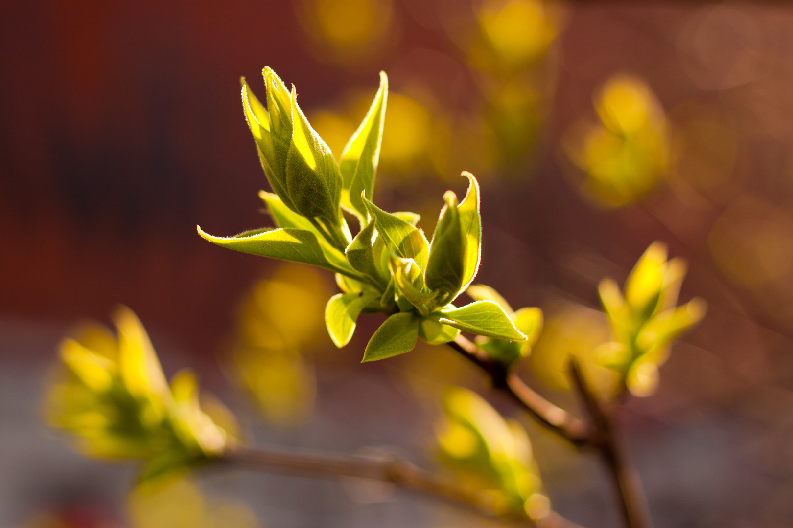 Syringa vulgaris