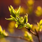 Syringa vulgaris