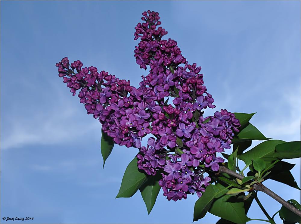 Syringa vulgaris