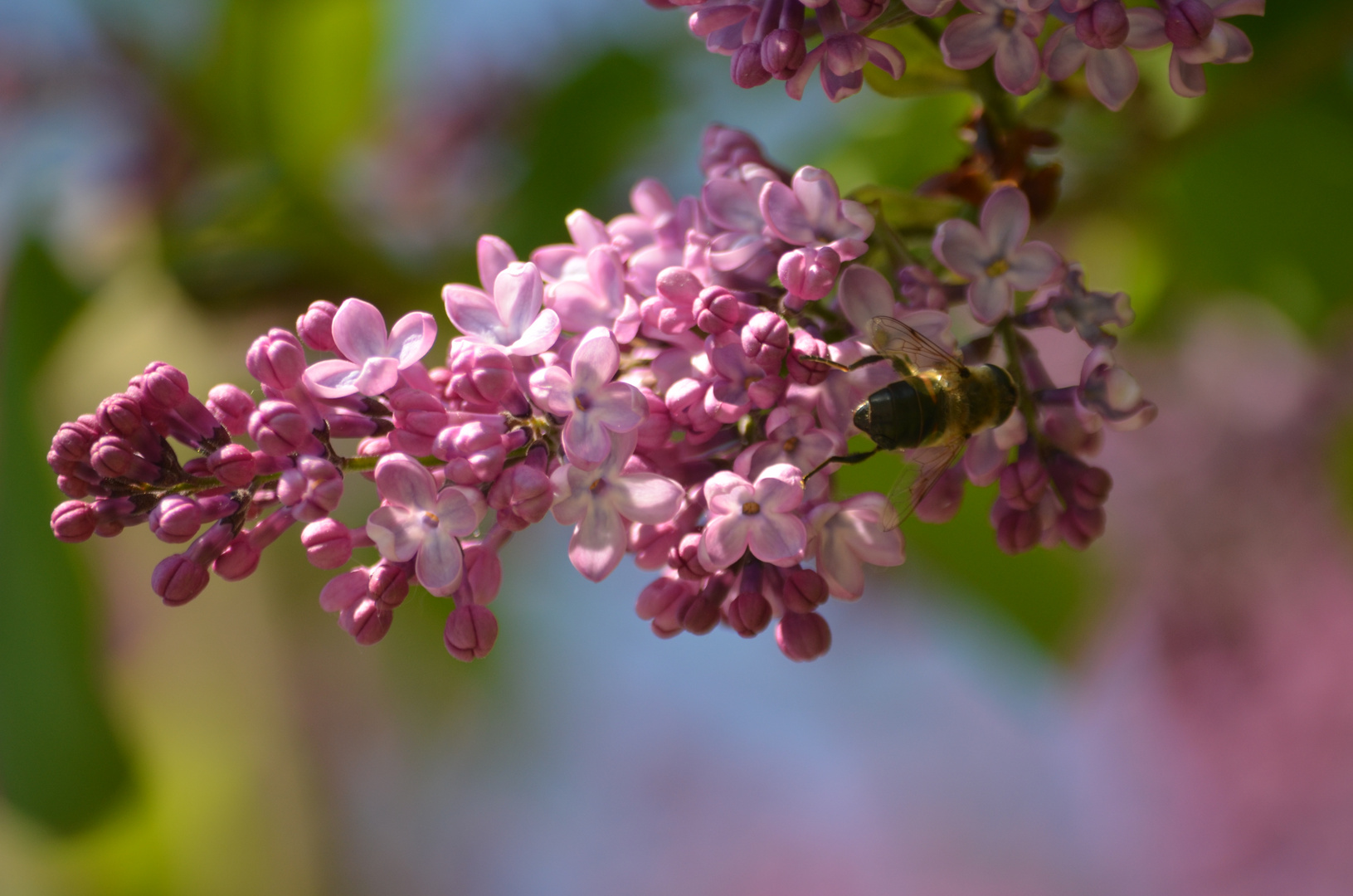 Syringa Vulgaris "Duftflieder"