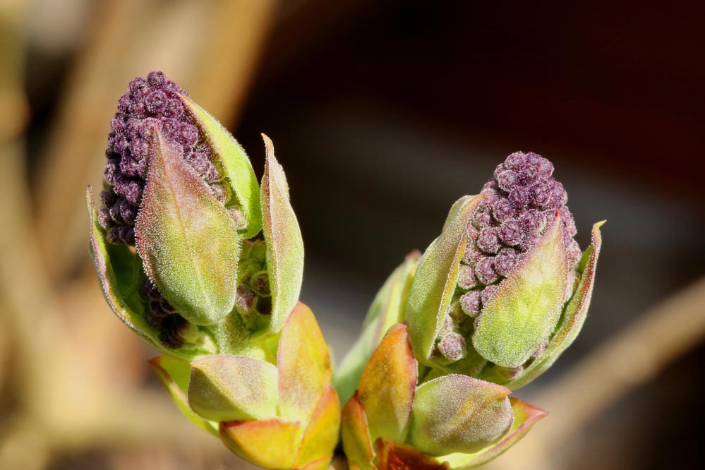 Syringa-Vulgaris-Hybride