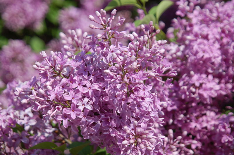 Syringa vulgaris in voller Blüte