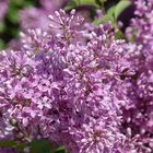 Syringa vulgaris in voller Blüte