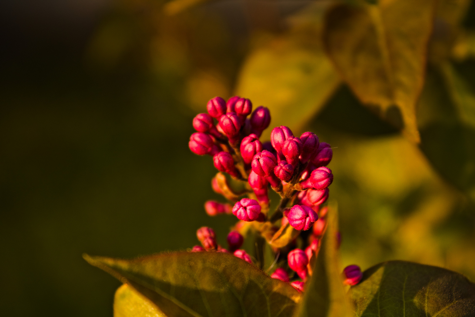 Syringa vulgaris L.