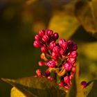 Syringa vulgaris L.