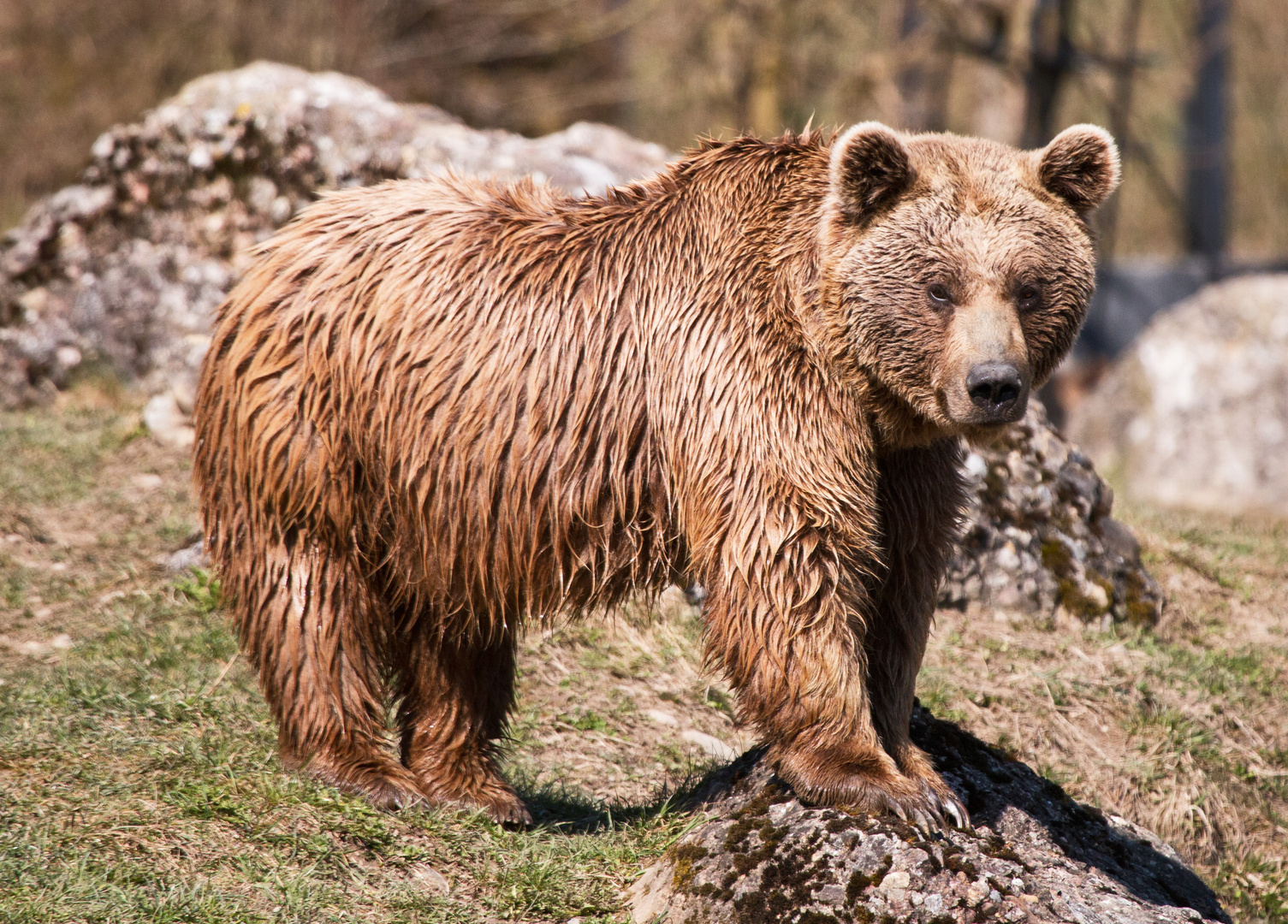 syrische braun Bear