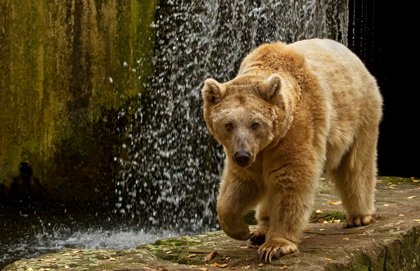 Syrischer Braunbär 001