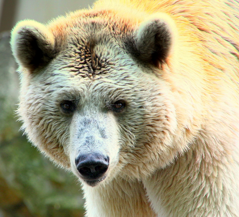 Syrischer Braunbär