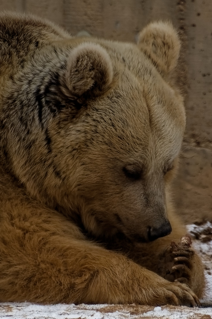 Syrischer Braunbär 