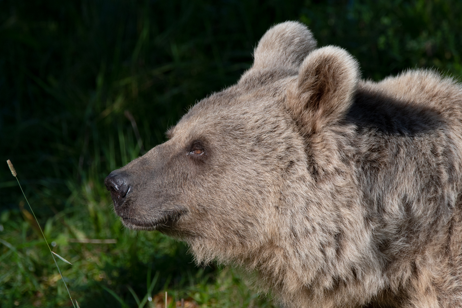 Syrischer Braunbär 2 Foto &amp; Bild | zoo / tiere, fotos, tiere Bilder auf ...
