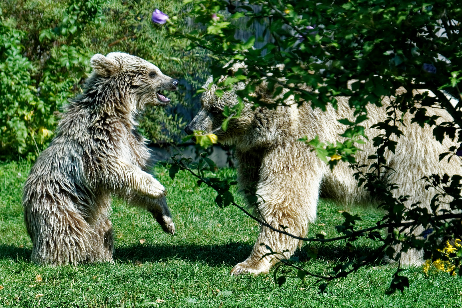 Syrischer Braunbär