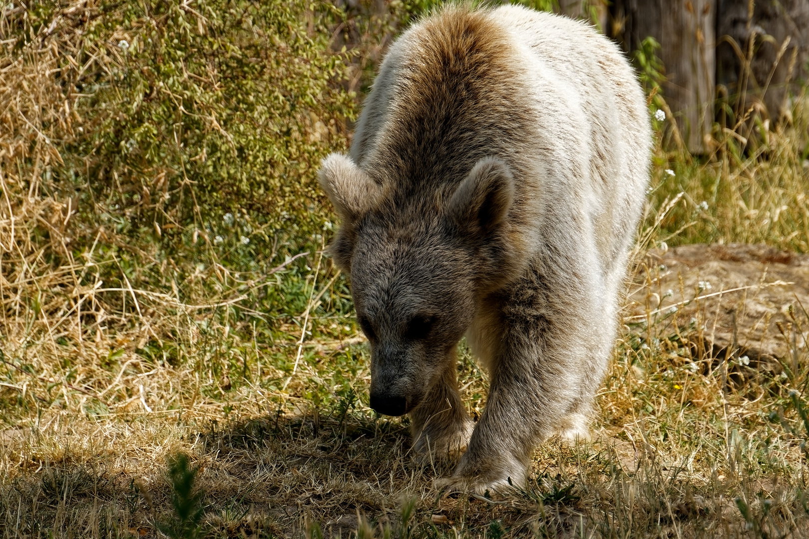 Syrischer Braunbär