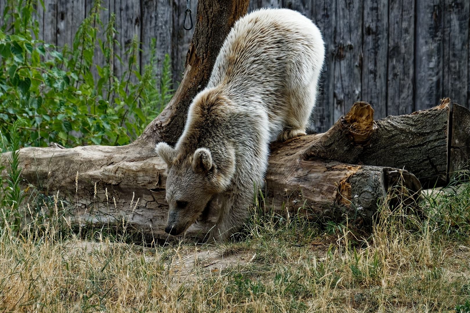 Syrischer Braunbär