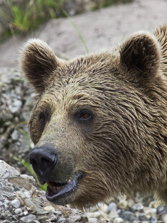 Syrischer Braunbär