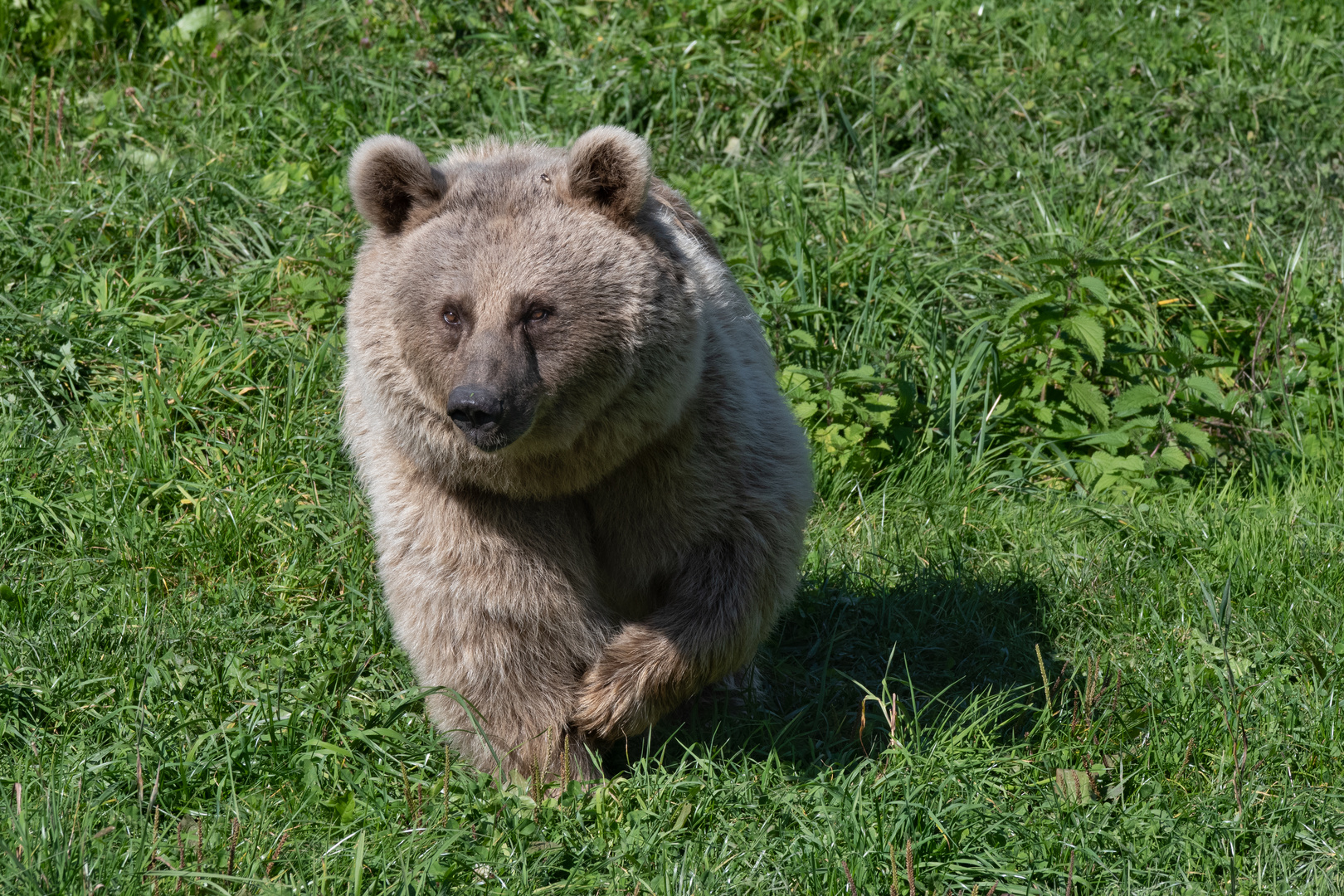 Syrischer Braunbär 4