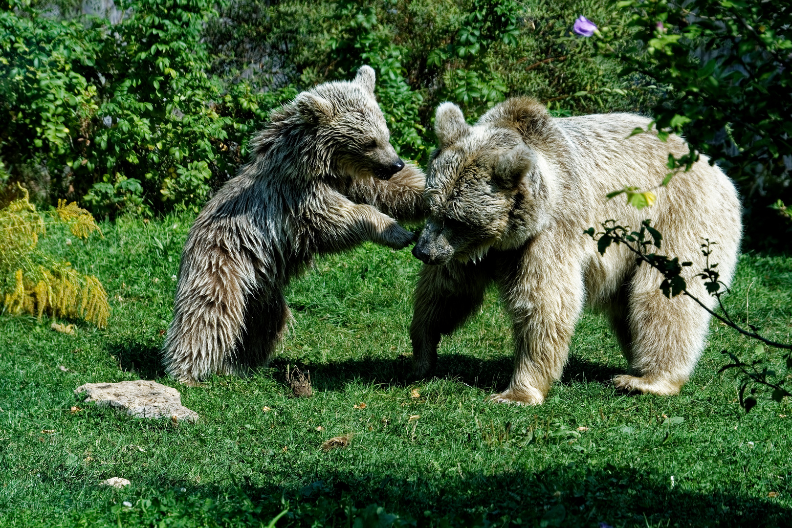 Syrischer Braunbär