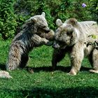 Syrischer Braunbär