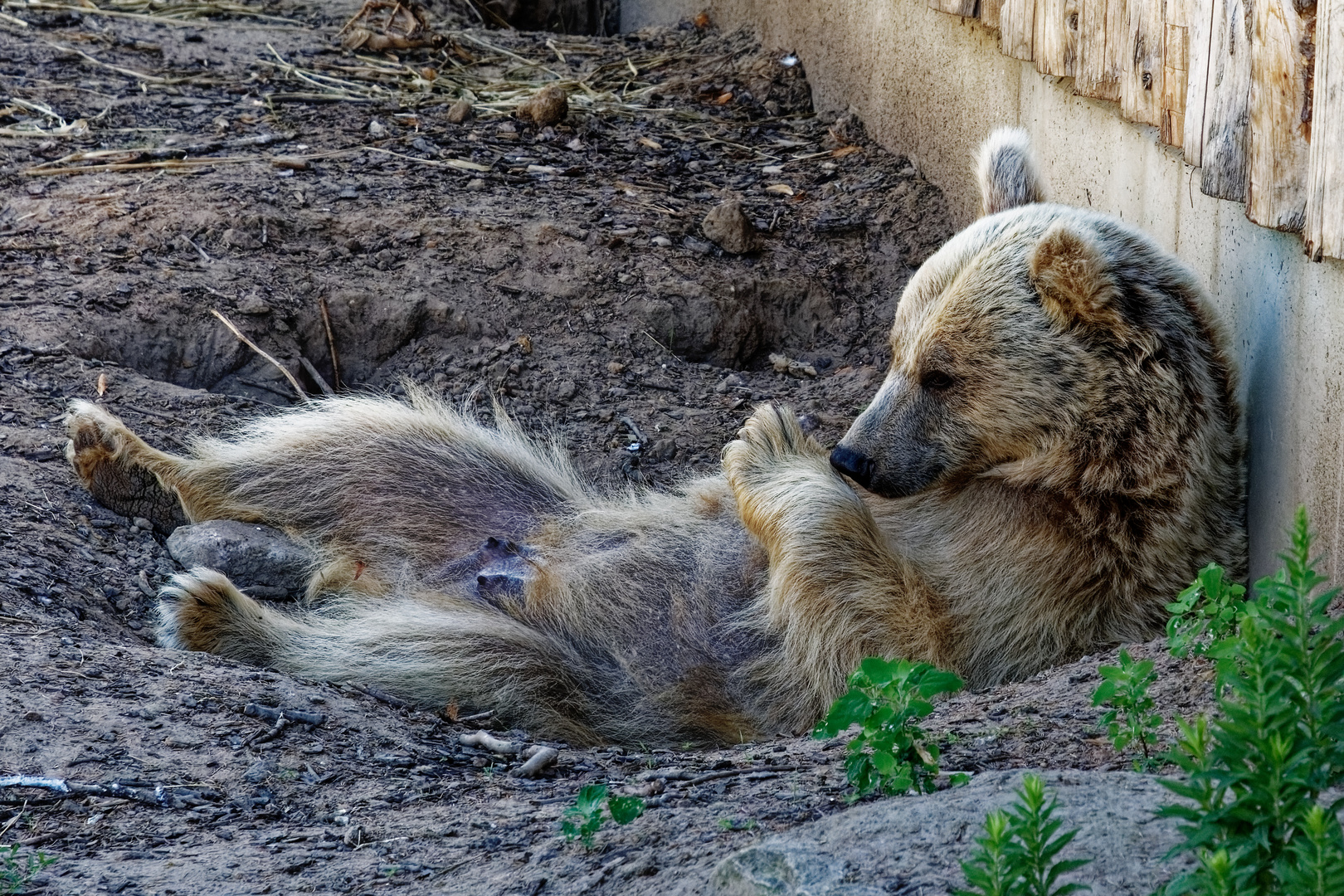 Syrischer Braunbär