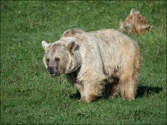 Syrischer Braunbär