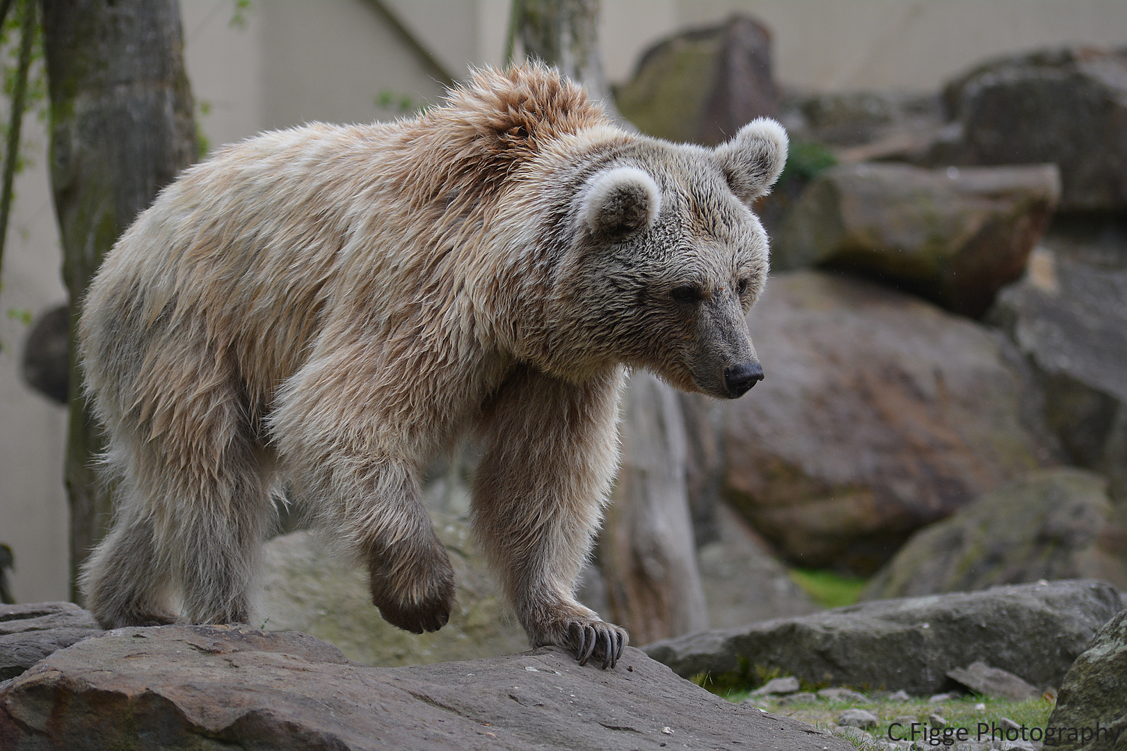 Syrischer Braunbär