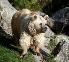 Syrischer Braunbär