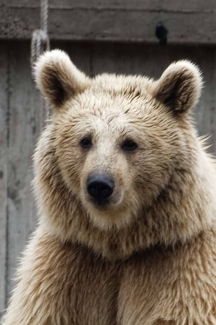 Syrischer Braunbär 