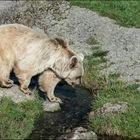 Syrischer Braunbär