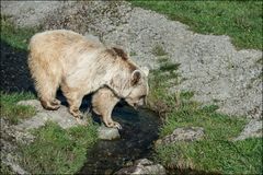 Syrischer Braunbär