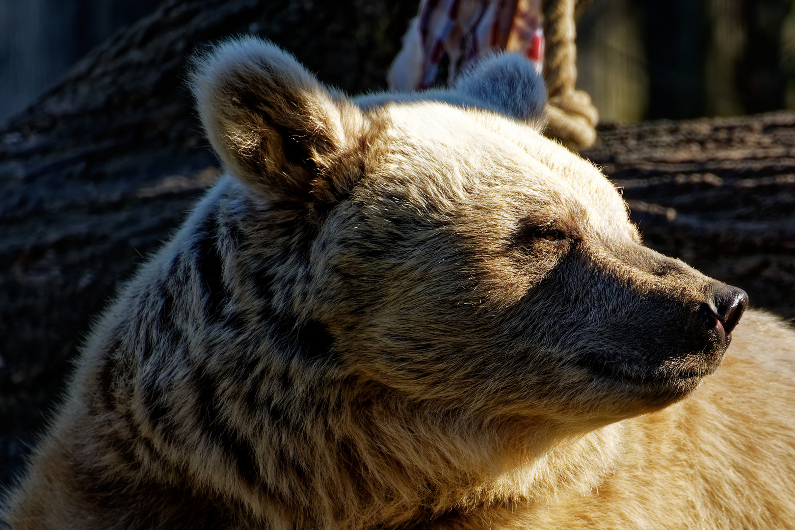 Syrischer Braunbär