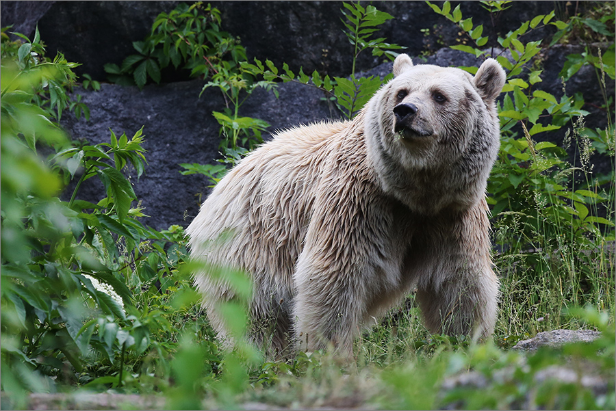 Syrischer Braunbär