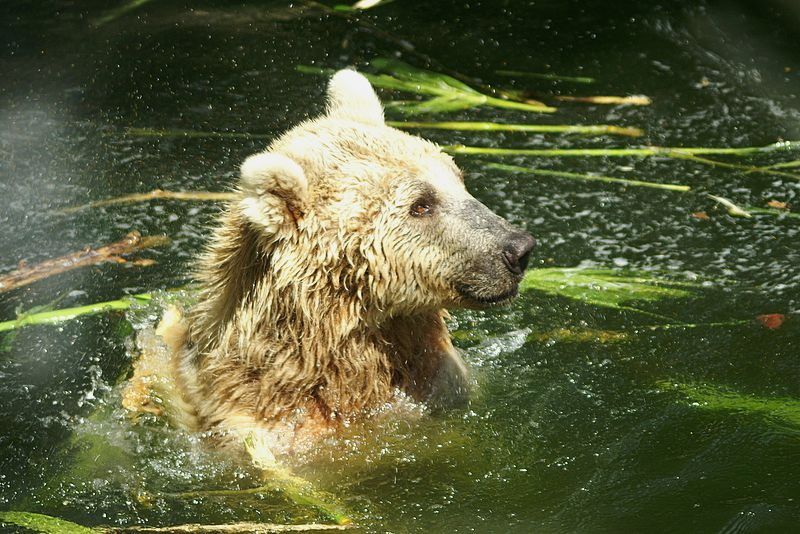 Syrischer Braunbär