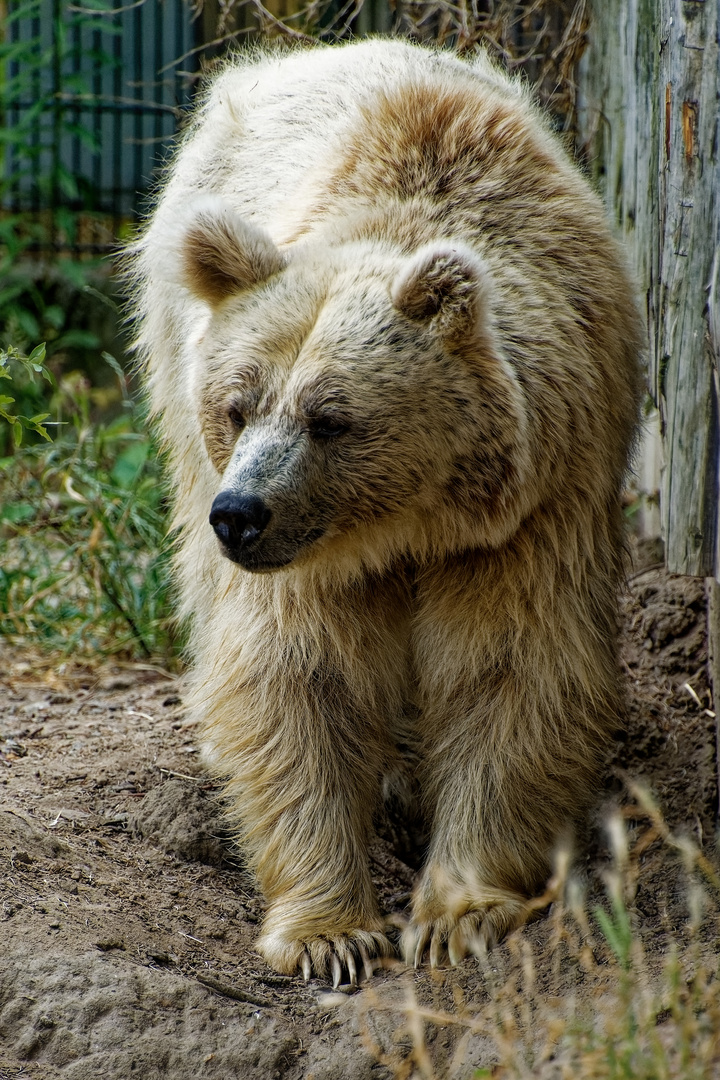 Syrischer Braunbär