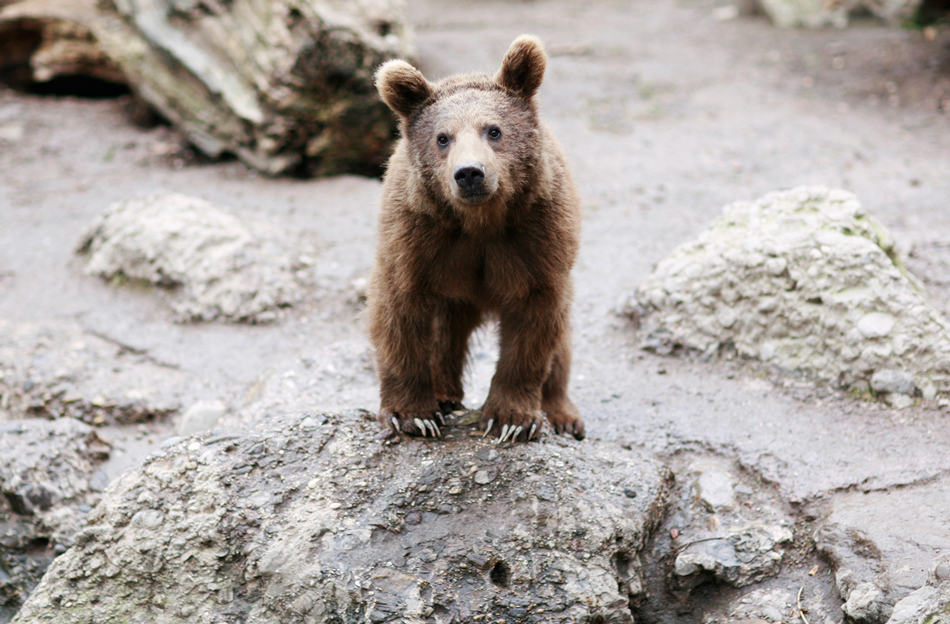 Syrischer Braunbär Arko feiert 1. Geburtstag