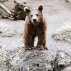 Syrischer Braunbär Arko feiert 1. Geburtstag