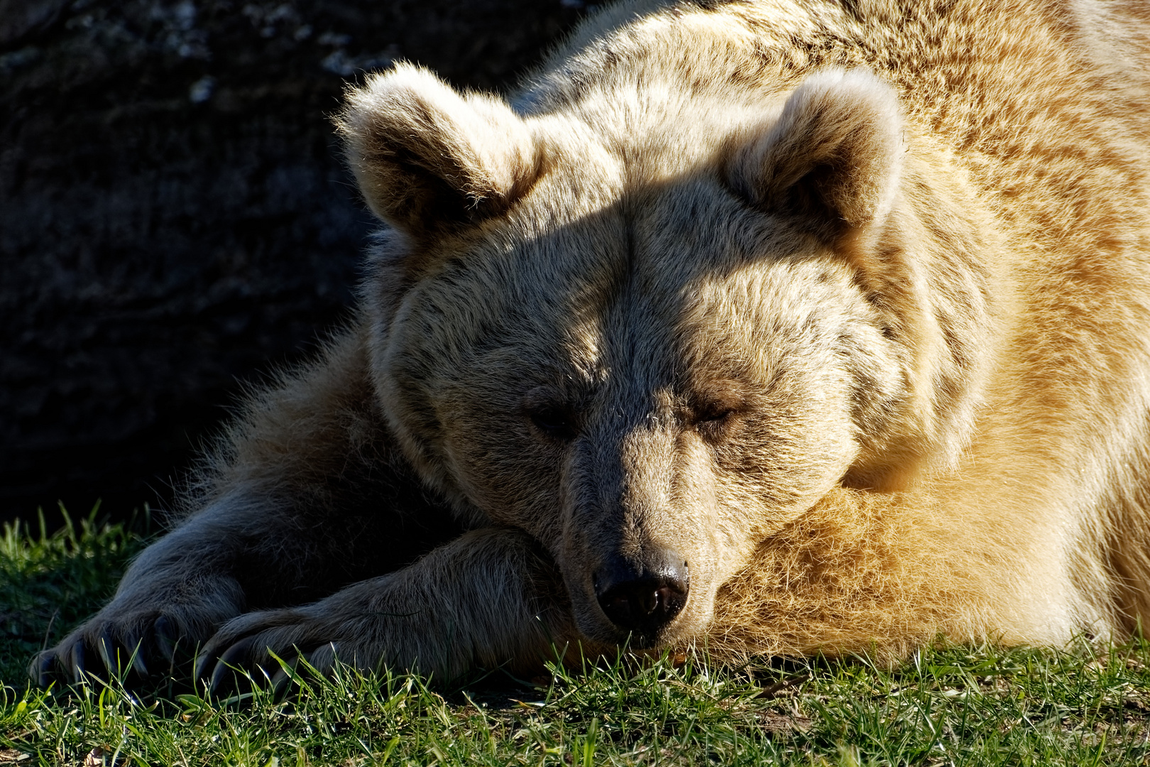 Syrischer Braunbär