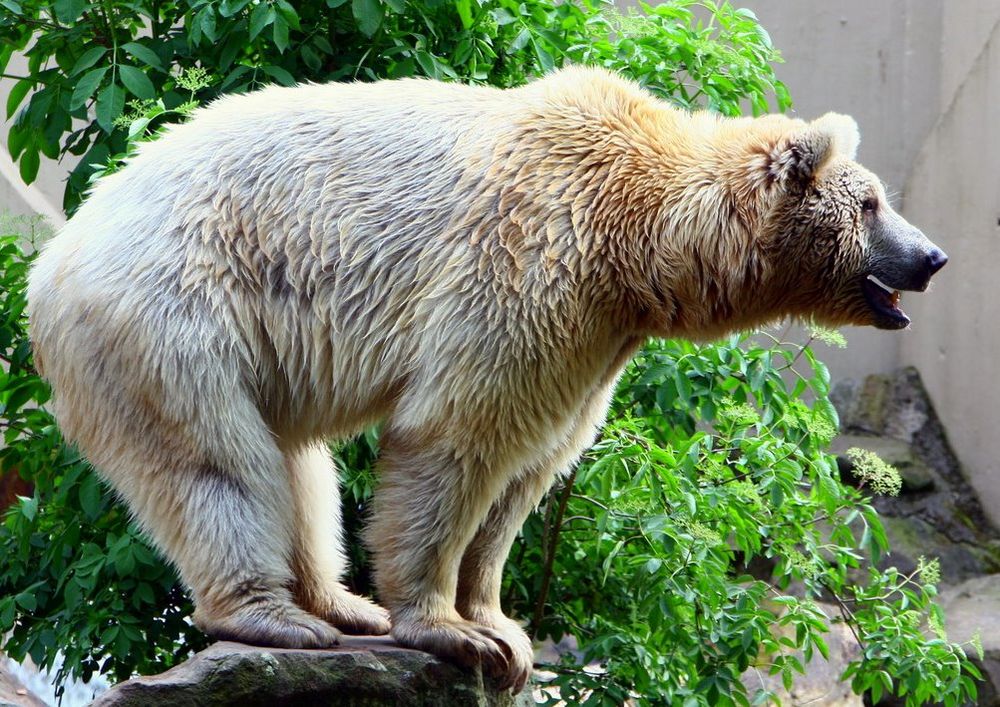 Syrischer Braunbär