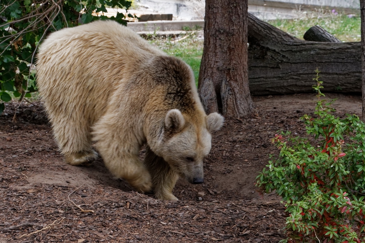  Syrischer Braunbär