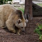  Syrischer Braunbär