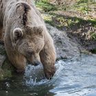 Syrischer Braunbär im Tierpark Goldau