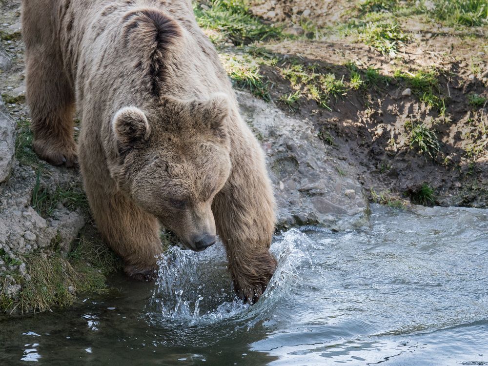 Syrischer Braunbär im Tierpark Goldau