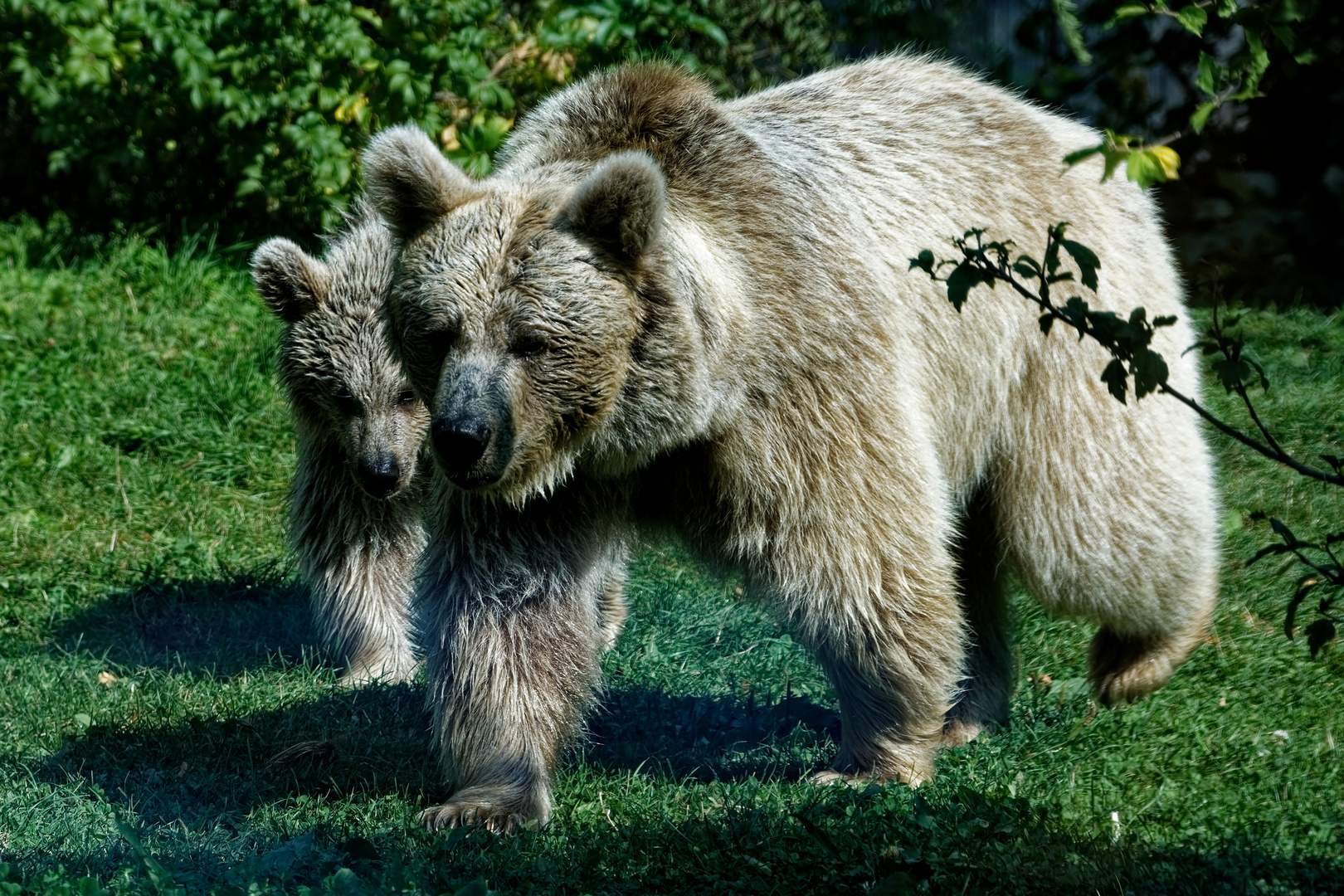 Syrischer Braunbär mit jung Tier