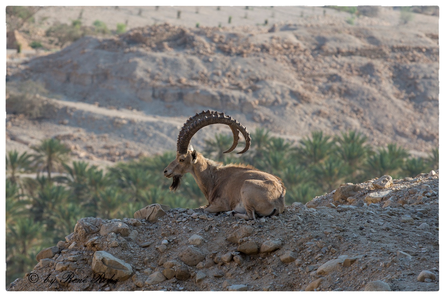 Syrischer Steinbock , lat. Capra nubiana