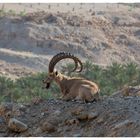 Syrischer Steinbock , lat. Capra nubiana