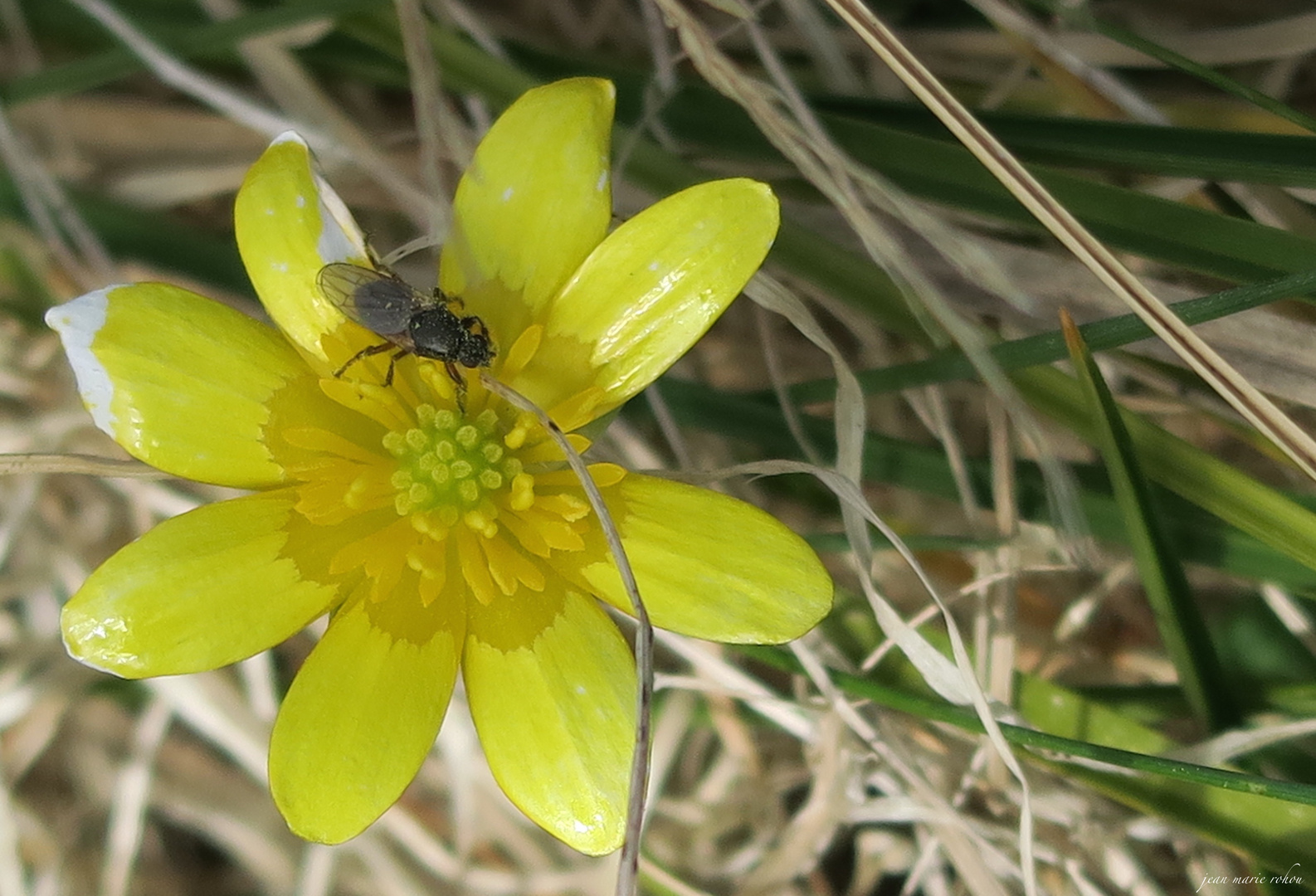 Syritta pipiens sur fleur de ficaire (ficaria ranunculoides)