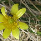 Syritta pipiens sur fleur de ficaire (ficaria ranunculoides)