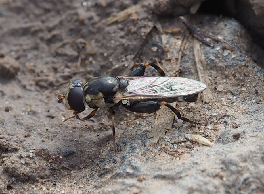 Syritta pipiens w